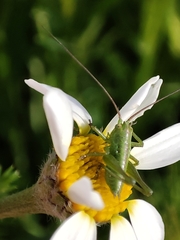Tettigonia viridissima