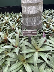 Pseudophoenix vinifera