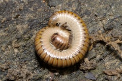 Cylindroiulus boleti