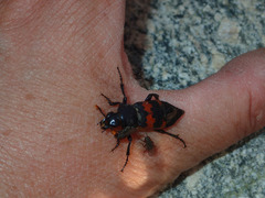 Nicrophorus marginatus