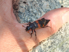 Nicrophorus marginatus