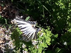 Iphiclides feisthamelii