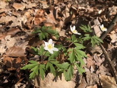 Anemonoides nemorosa