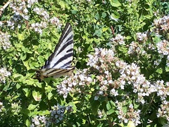Iphiclides feisthamelii