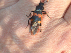 Nicrophorus marginatus