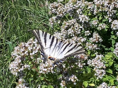 Iphiclides feisthamelii