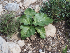 Pastinaca lucida