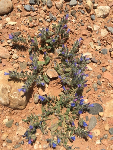 Echium trygorrhizum image