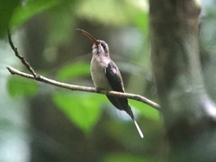 Phaethornis