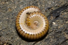Cylindroiulus boleti