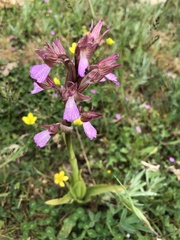 Orchis purpurea