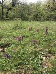 Orchis purpurea