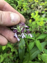 Orchis purpurea