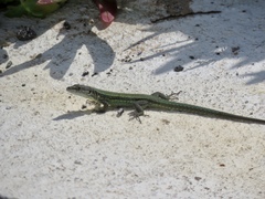 Podarcis vaucheri