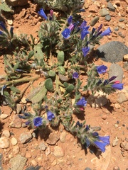 Echium trygorrhizum image