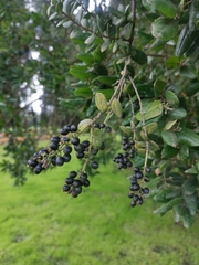 Notanthera heterophyllus