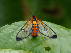 Gymnelia