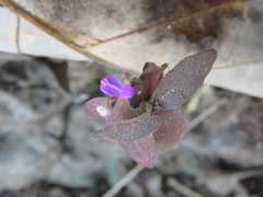 Dicliptera resupinata