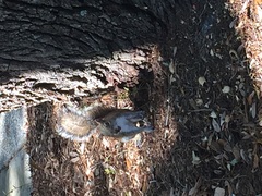 Sciurus carolinensis