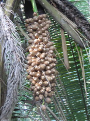 Attalea guacuyule