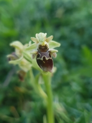 Ophrys umbilicata attica
