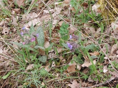 Pulmonaria hirta