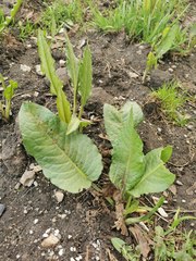 Rumex obtusifolius