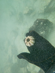 Eucidaris galapagensis