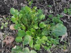 Barbarea vulgaris