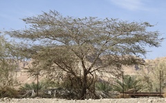 Vachellia tortilis raddiana