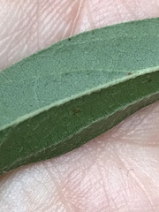 Orbexilum psoralioides