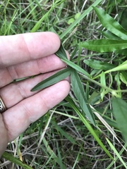 Orbexilum psoralioides