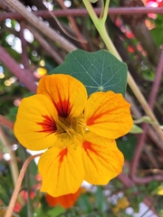 Tropaeolum majus