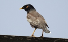 Acridotheres tristis