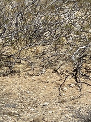 Callisaurus draconoides