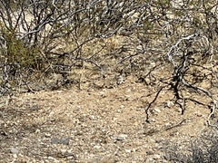 Callisaurus draconoides