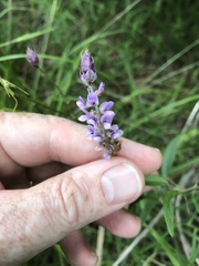 Orbexilum psoralioides