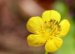 Ranunculus multifidus