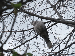 Streptopelia decaocto
