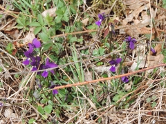 Viola etrusca