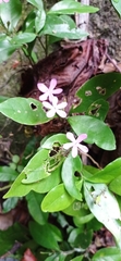 Pseuderanthemum verapazense