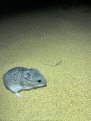 Nothocricetulus migratorius