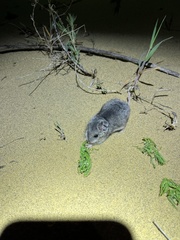 Nothocricetulus migratorius