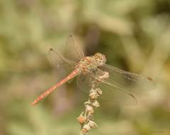 Sympetrum meridionale