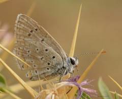 Polyommatus celina