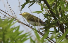 Phylloscopus sibilatrix