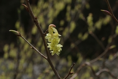 Corylopsis spicata