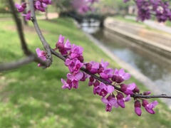 Cercis canadensis