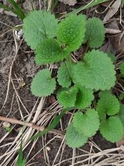 Lamium album