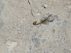 Centruroides elegans